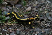 Salamander Bild 